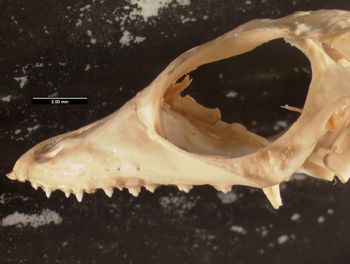 Media type: image;   Herpetology R-13328